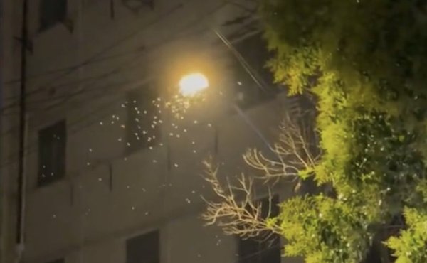 世界杯下單平臺 “白蟻，你要殺了我嗎？ ”上海近期家白集聚體